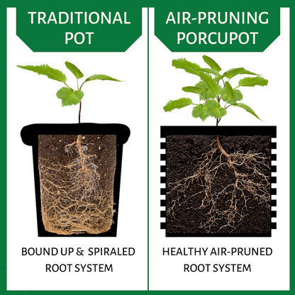 Air Pruning Pot vs Traditional Pot