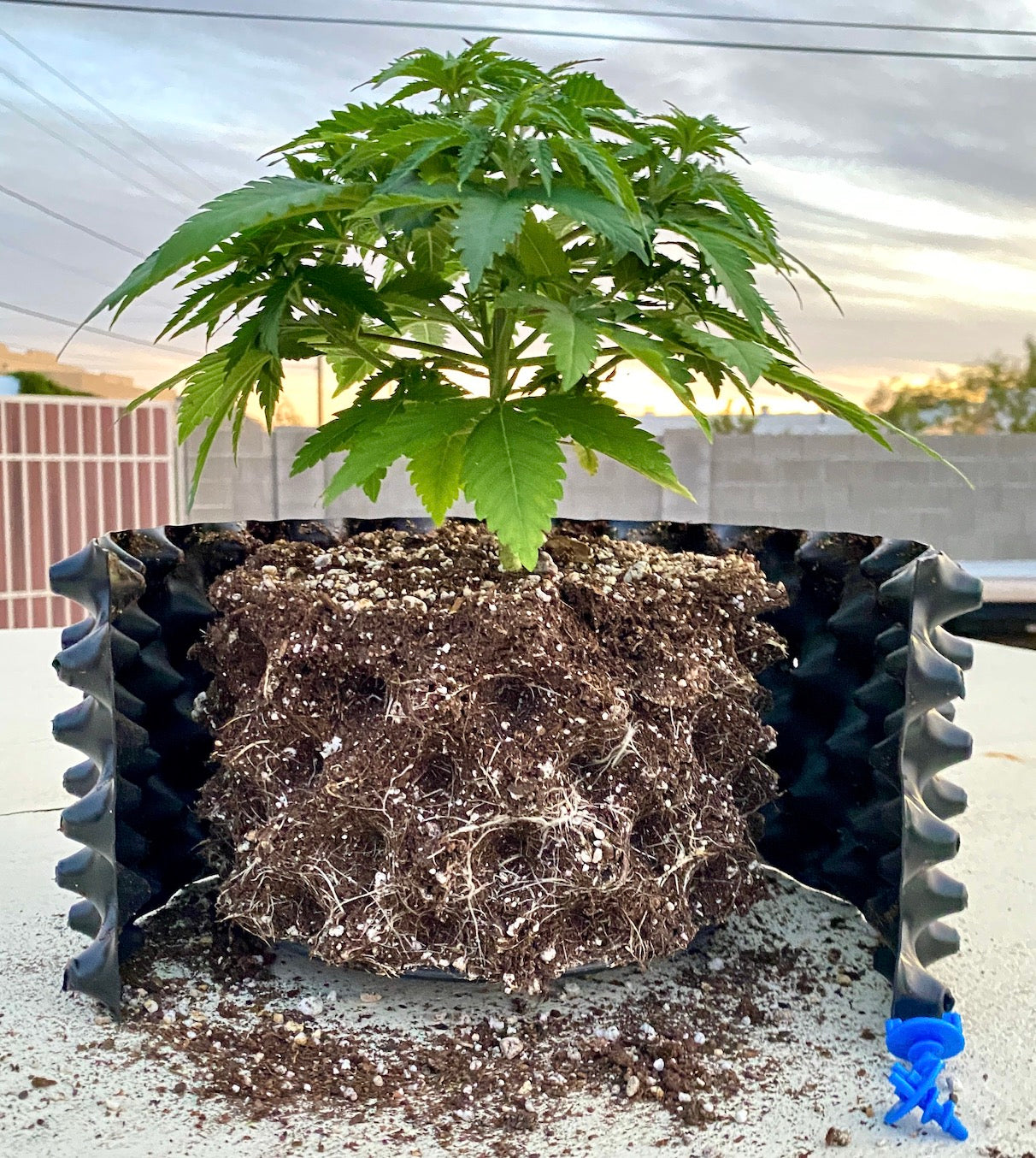 Air Pruning Pots for Growing Cannabis